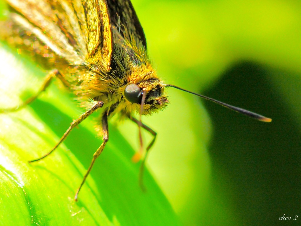 spring insects 43
