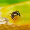spring insects 7