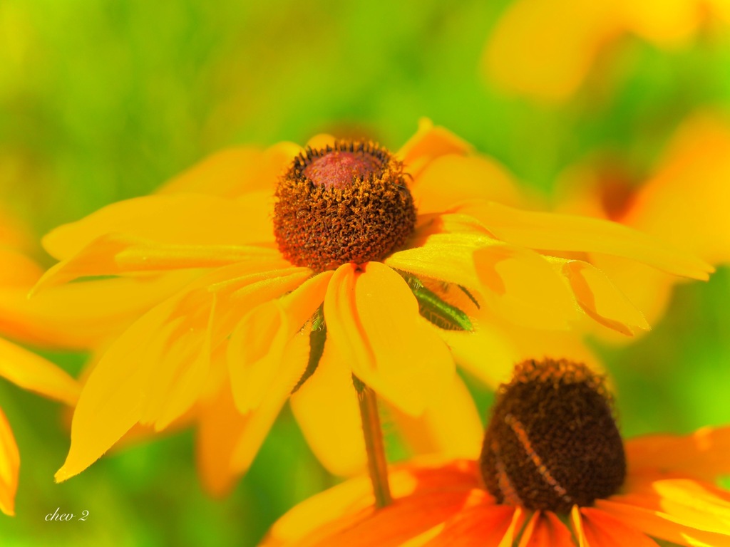 Swaying summer flowers 27