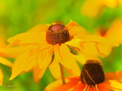Swaying summer flowers 27