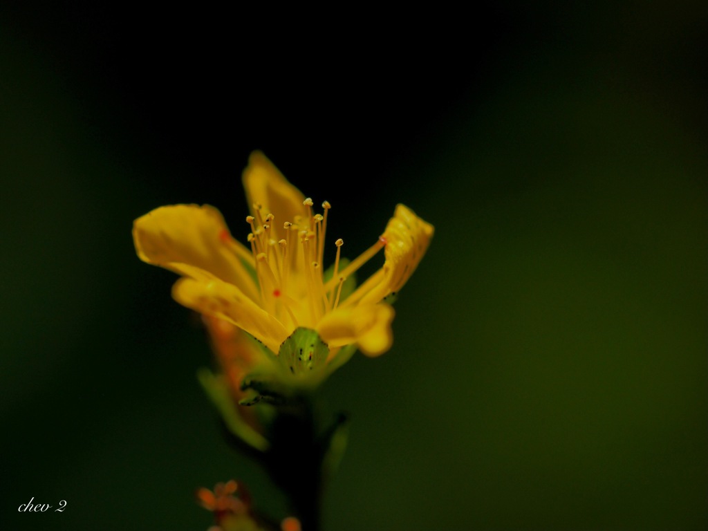 Swaying summer flowers 69