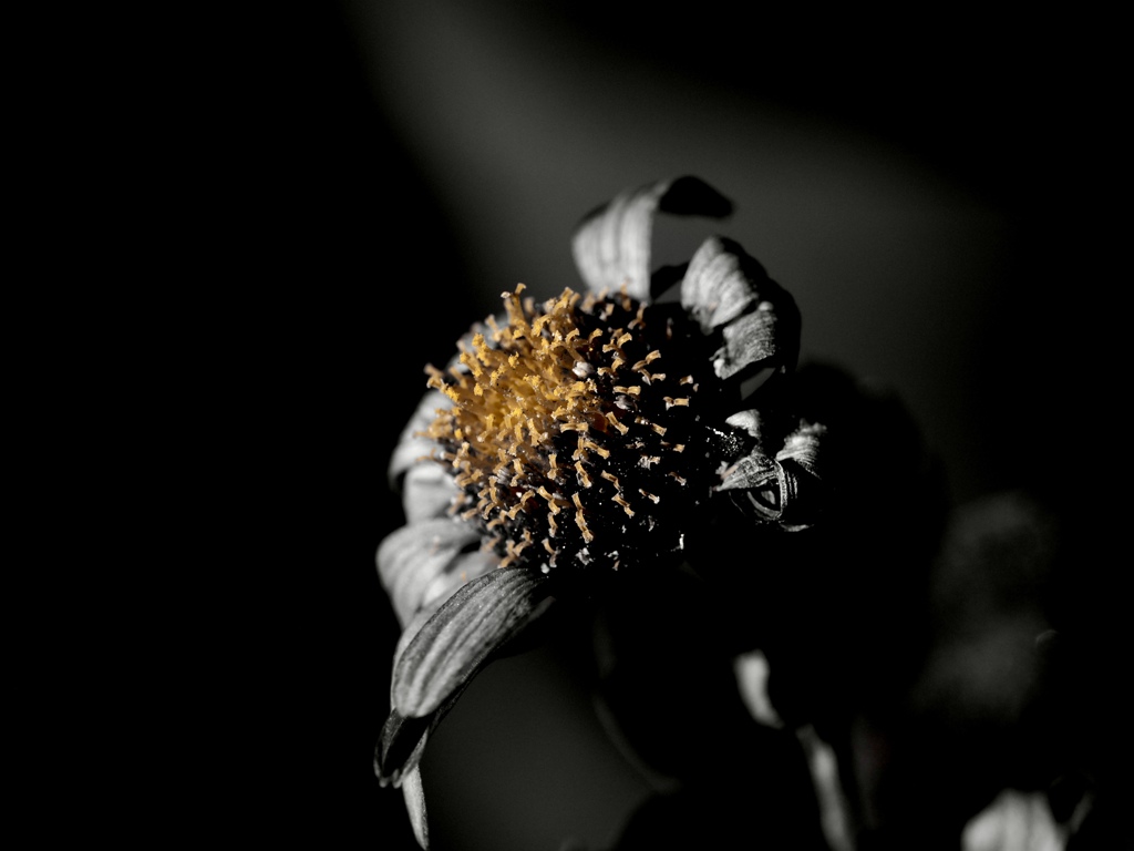 footsteps of spring44