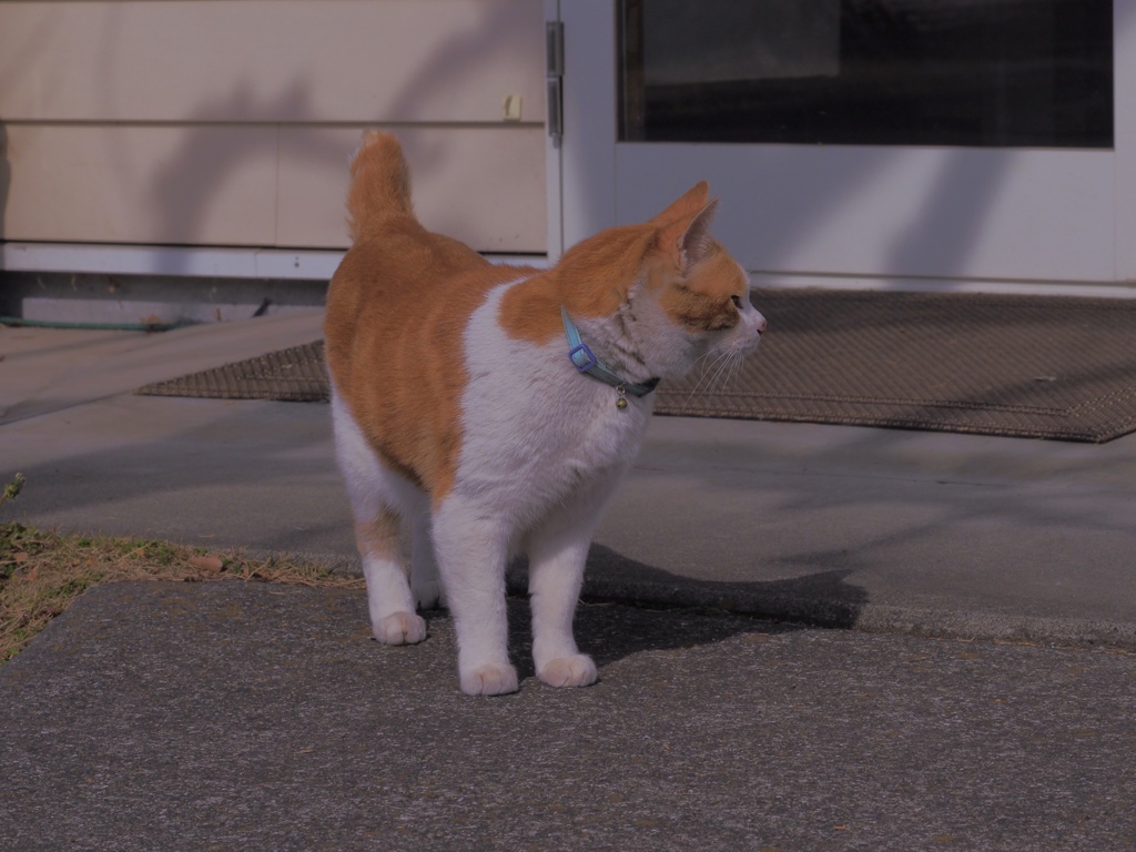 ん？ぬいぐるみ？ Ⅱ