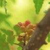 Sansho pepper