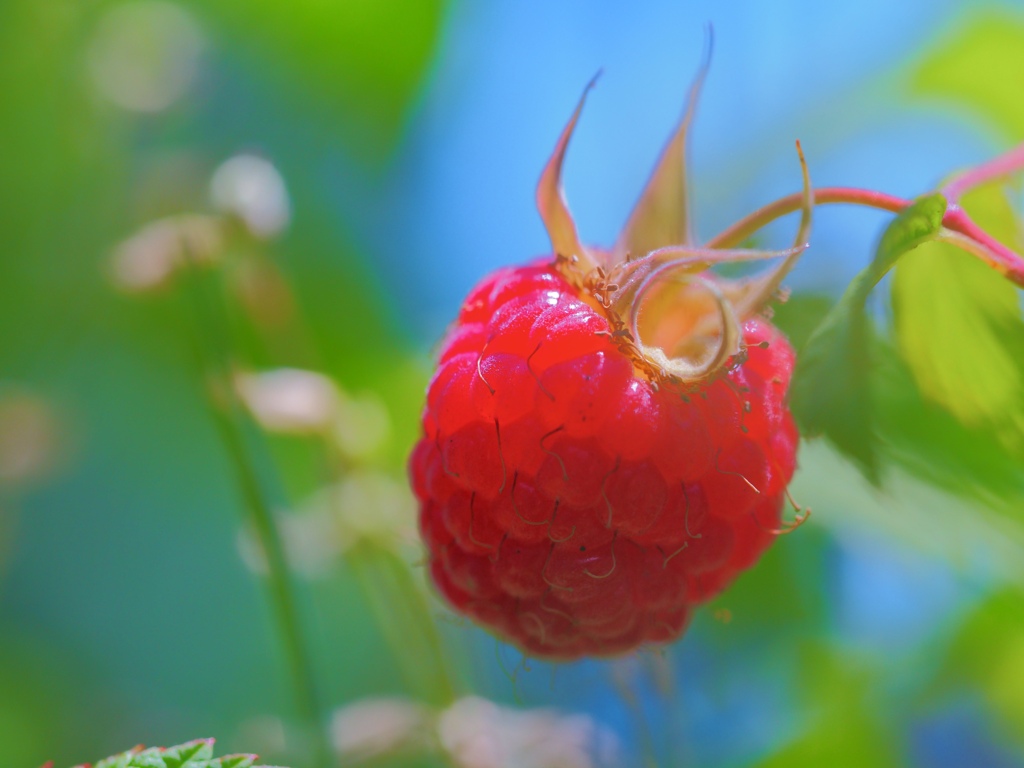 花壇の味覚