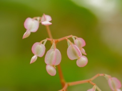 greenhouse march 6