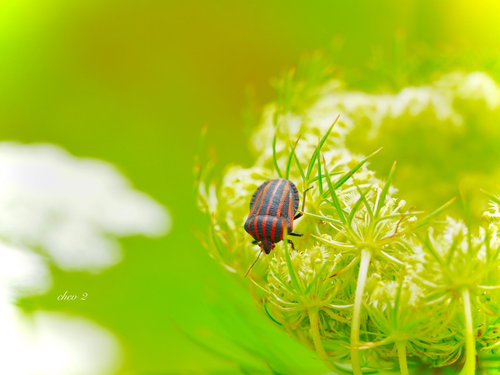 Summer insects 1