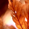 footsteps of spring26