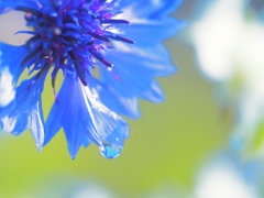 Blue Sky