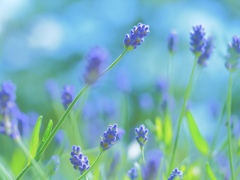 Purple Time