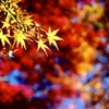 紅葉