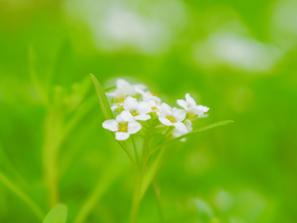 Spring has come! 87