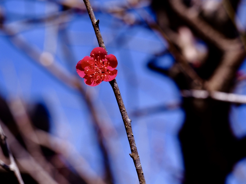 紅一点