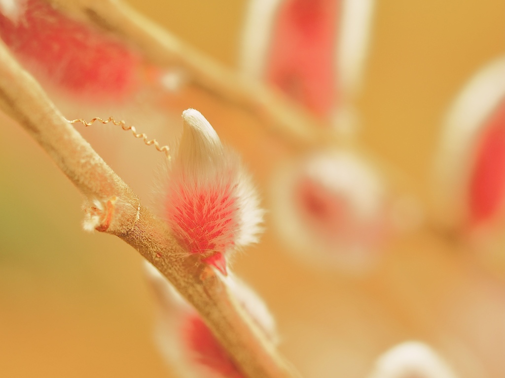 Spring has come! 67