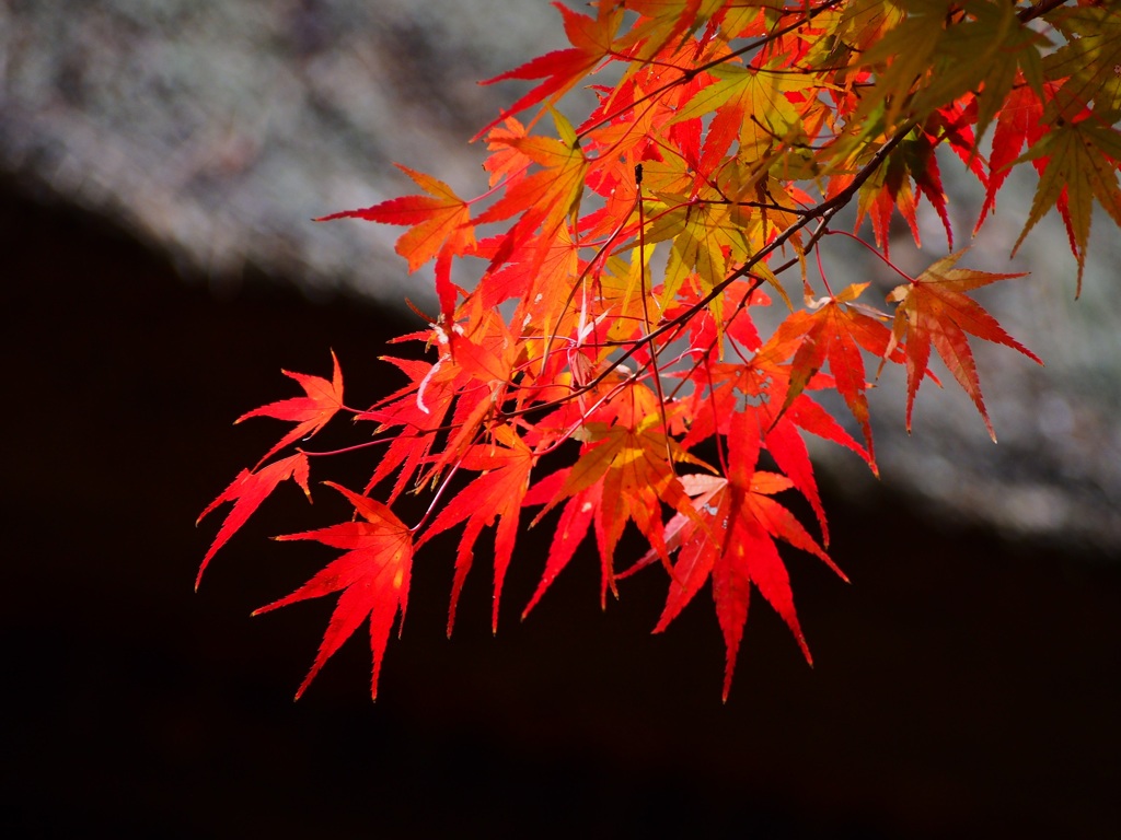 平林寺 3