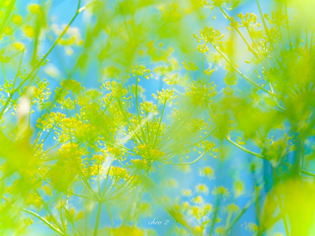 Swaying summer flowers 3