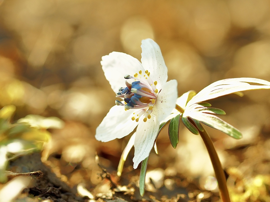 footsteps of spring63