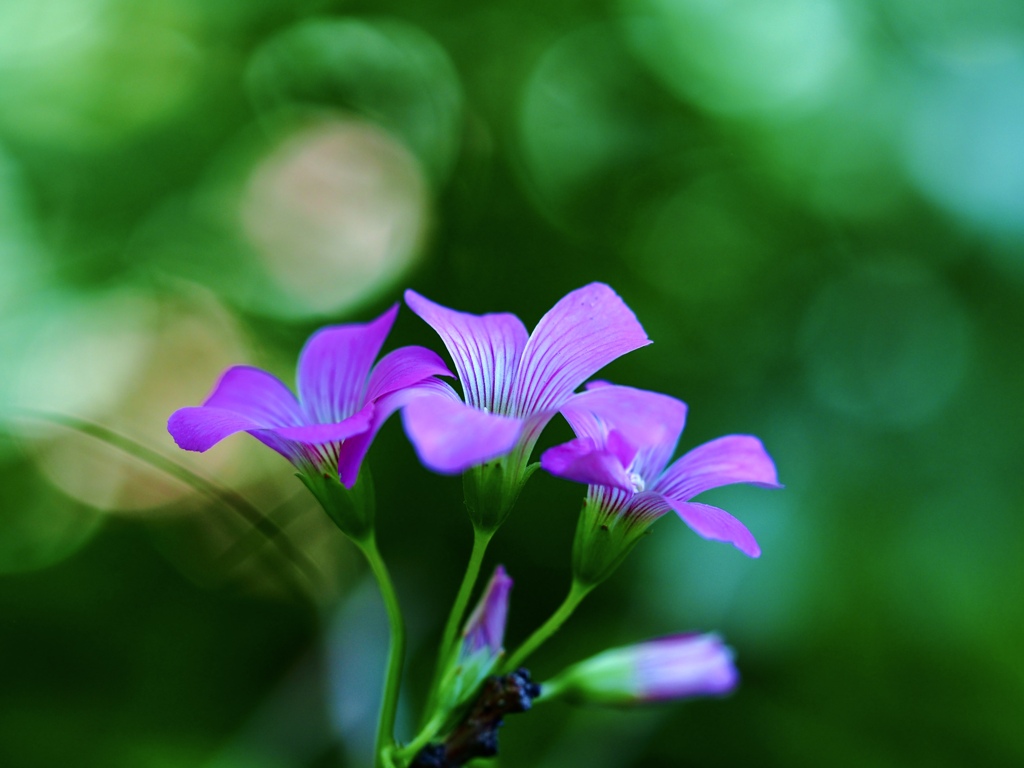 Early summer flowers 25