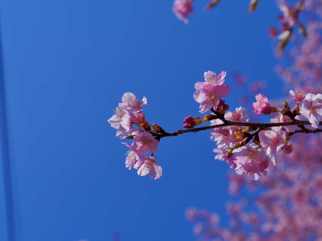 山の桜