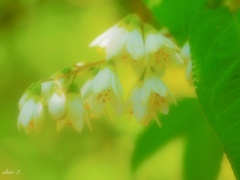 season of fresh green 12