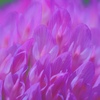 Red clover