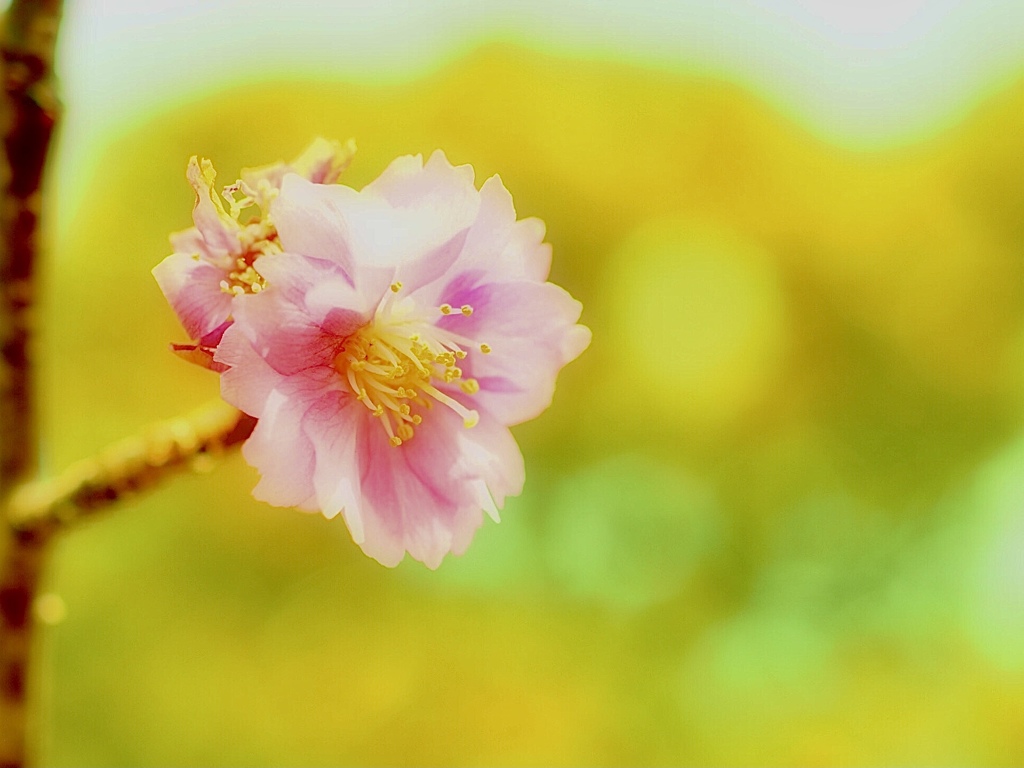 footsteps of spring70