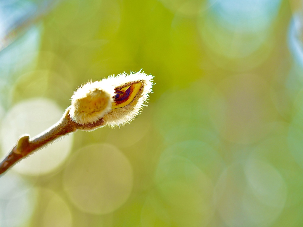 Spring has come! 37
