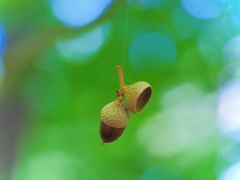Gifts from the Forest