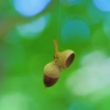 Gifts from the Forest