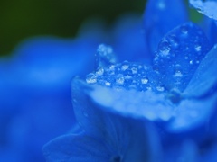 紫陽花ジュエリー
