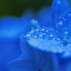 紫陽花ジュエリー