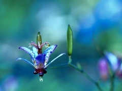 ホトトギスの花です