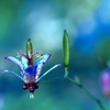 ホトトギスの花です