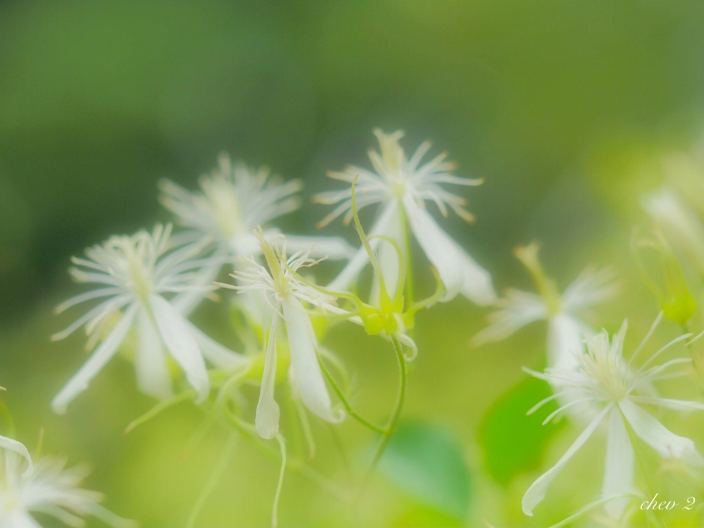 Swaying summer flowers 66