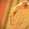 Cats6