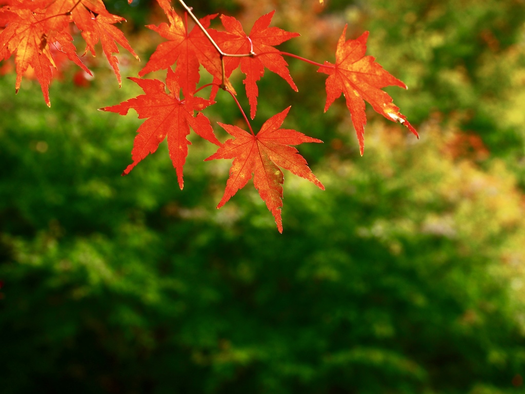 紅葉狩