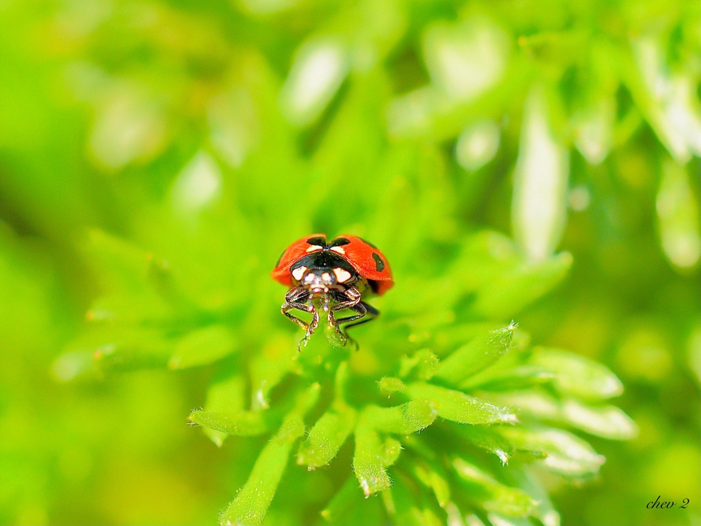 spring insects 4