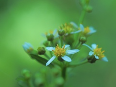 Blooms in autumn