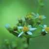 Blooms in autumn