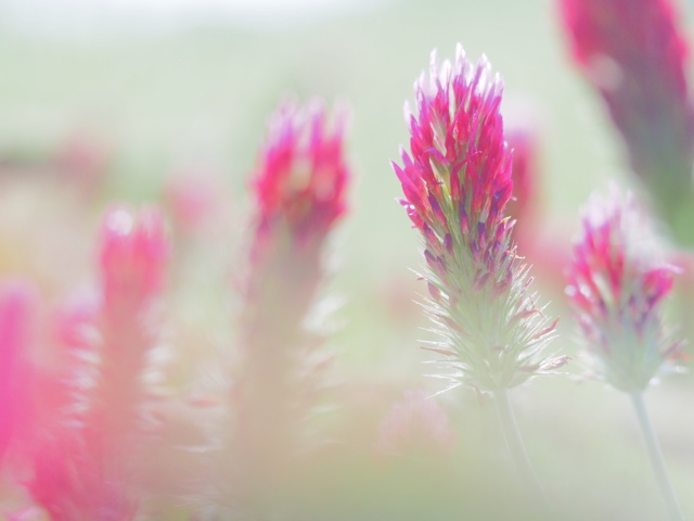 花・草木写真集