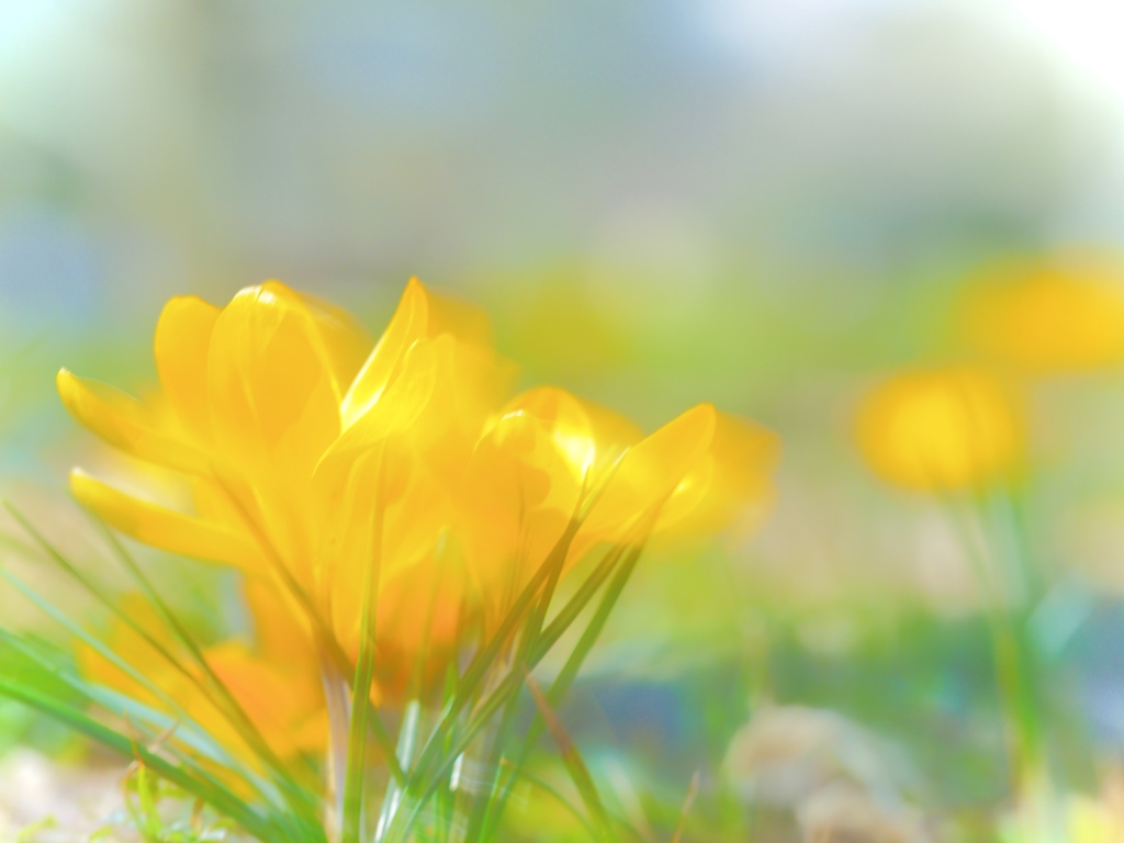 Swaying in Spring