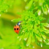 spring insects 3