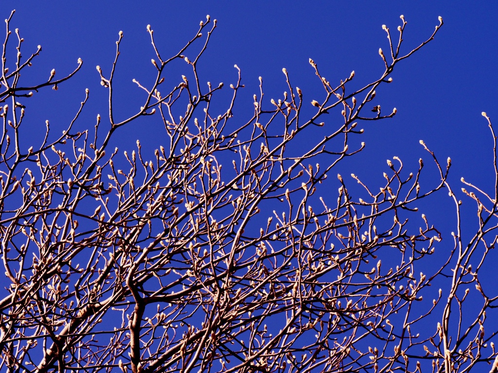footsteps of spring23