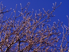 footsteps of spring23