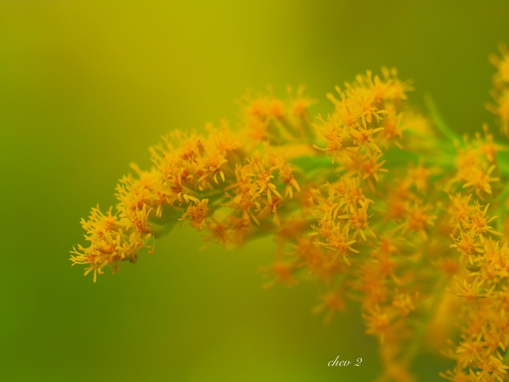 Autumn footsteps 56