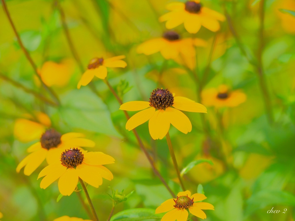 Swaying summer flowers 31