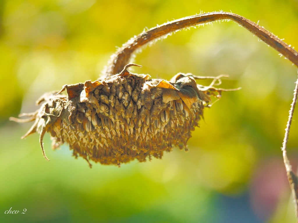 Autumn footsteps 9