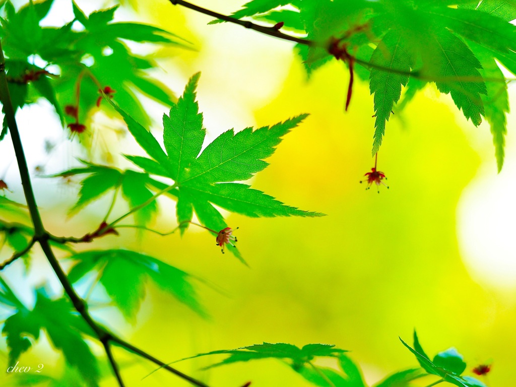 season of fresh green 2