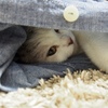 愛しい眼差し
