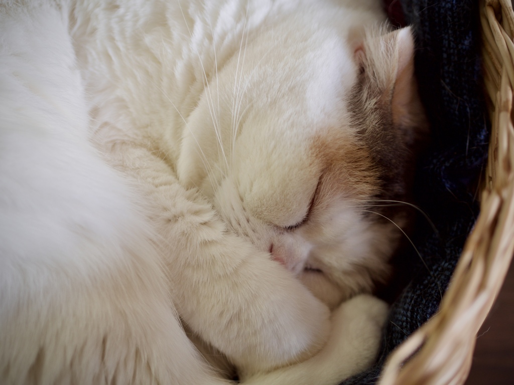 Cats2